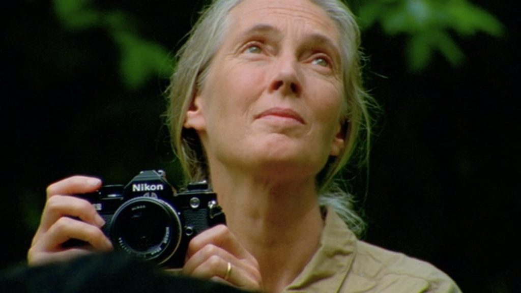 Jane Goodall Doc in the Works at National Geographic | Women and Hollywood